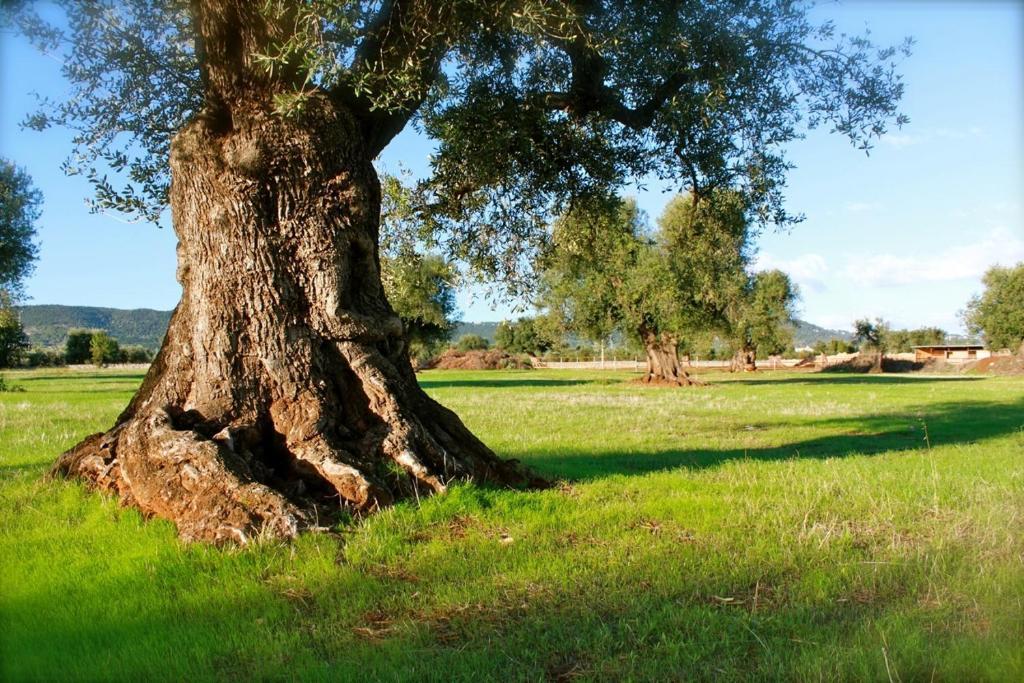Masseria Salamina *